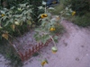 Photo_5