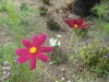 Photo_3