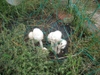 Photo_7