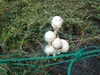 Photo_9