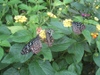 Photo_13